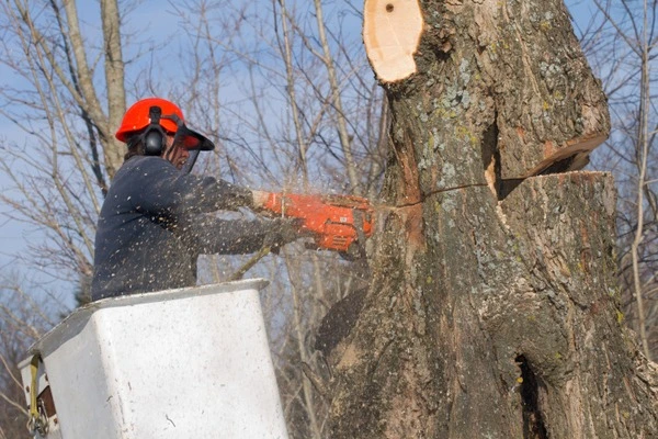 Professional landscaping services