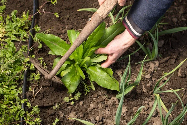 Weed Eating