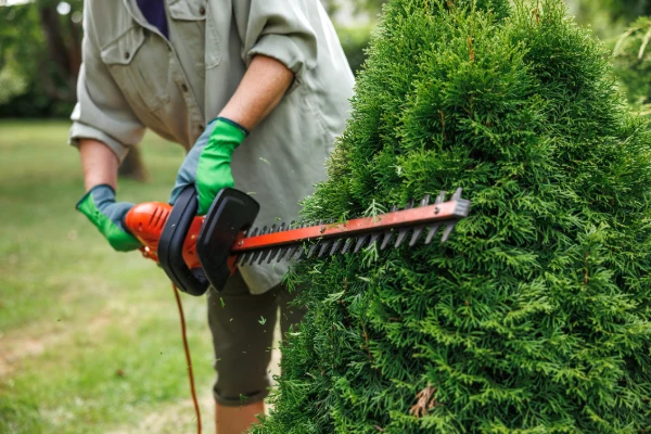 Yard Maintenance