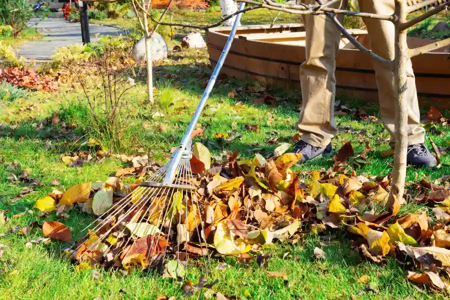How Yard Maintenance Helps Prevent Lawn Disease And Pests in Auburn, CA