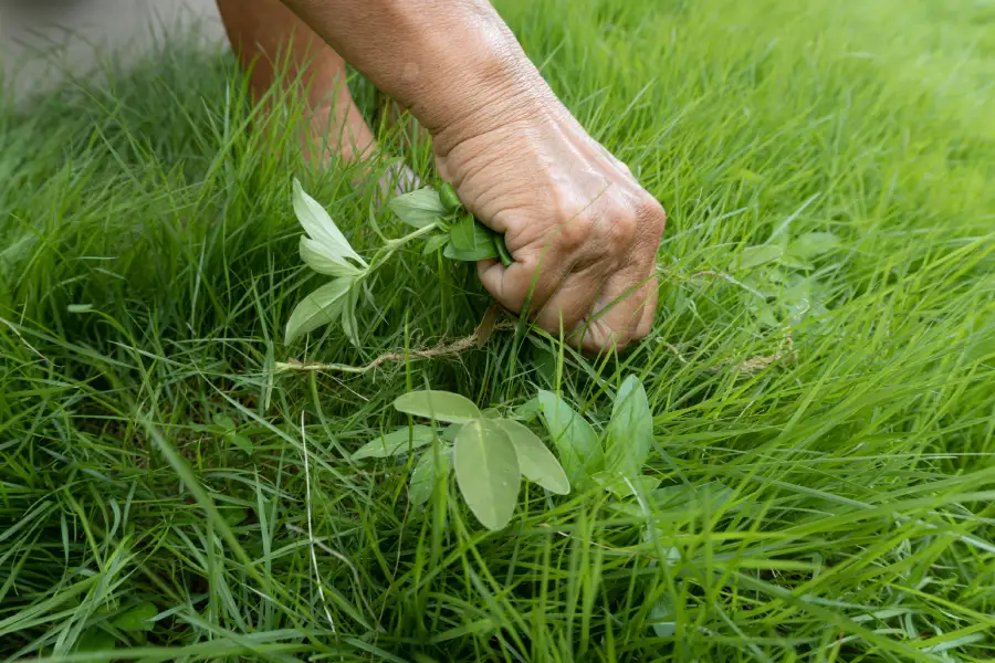 Outstanding Weed Eating in Auburn, CA