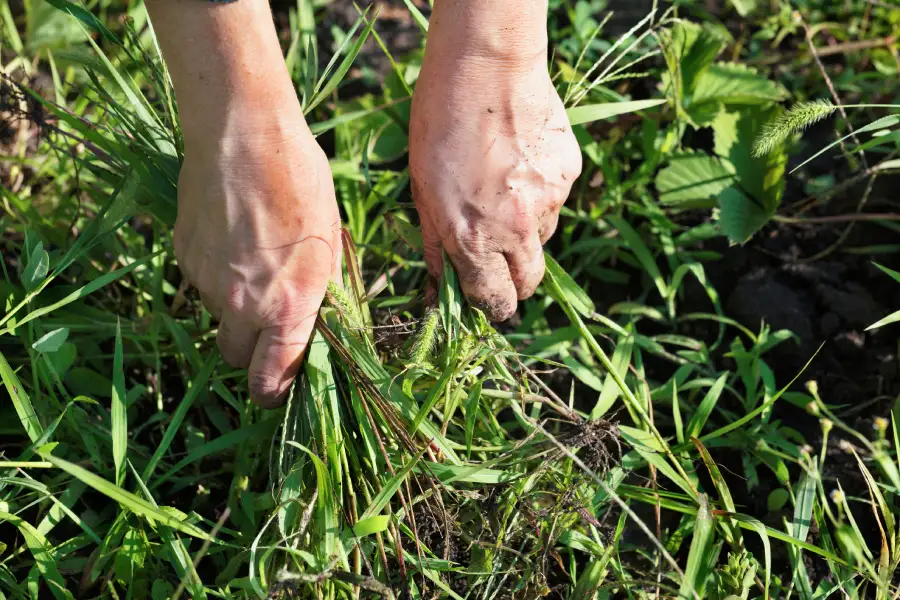 Professional Weed Eating in Auburn, CA