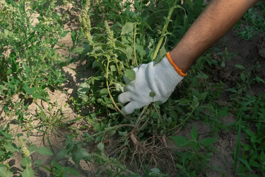 Weed Eating To Protect Flower Beds From Auburn, CA