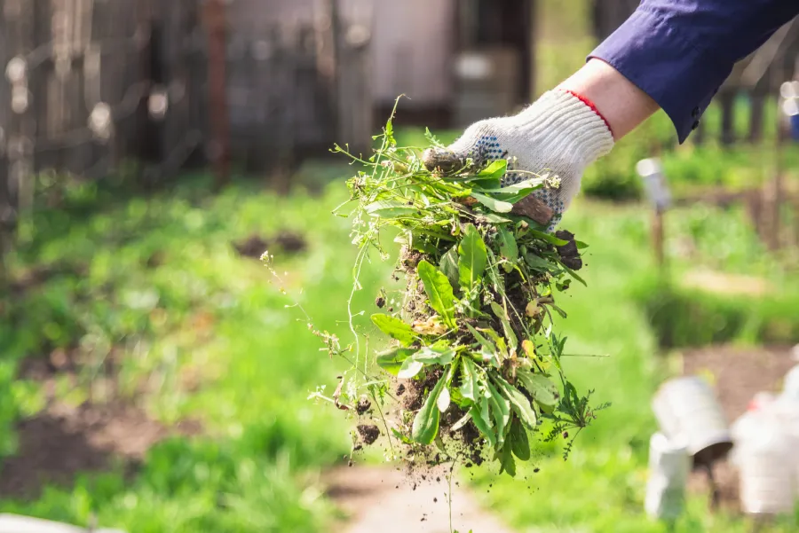 Weed Eating To Protect Flower Beds From Weeds in Auburn, CA